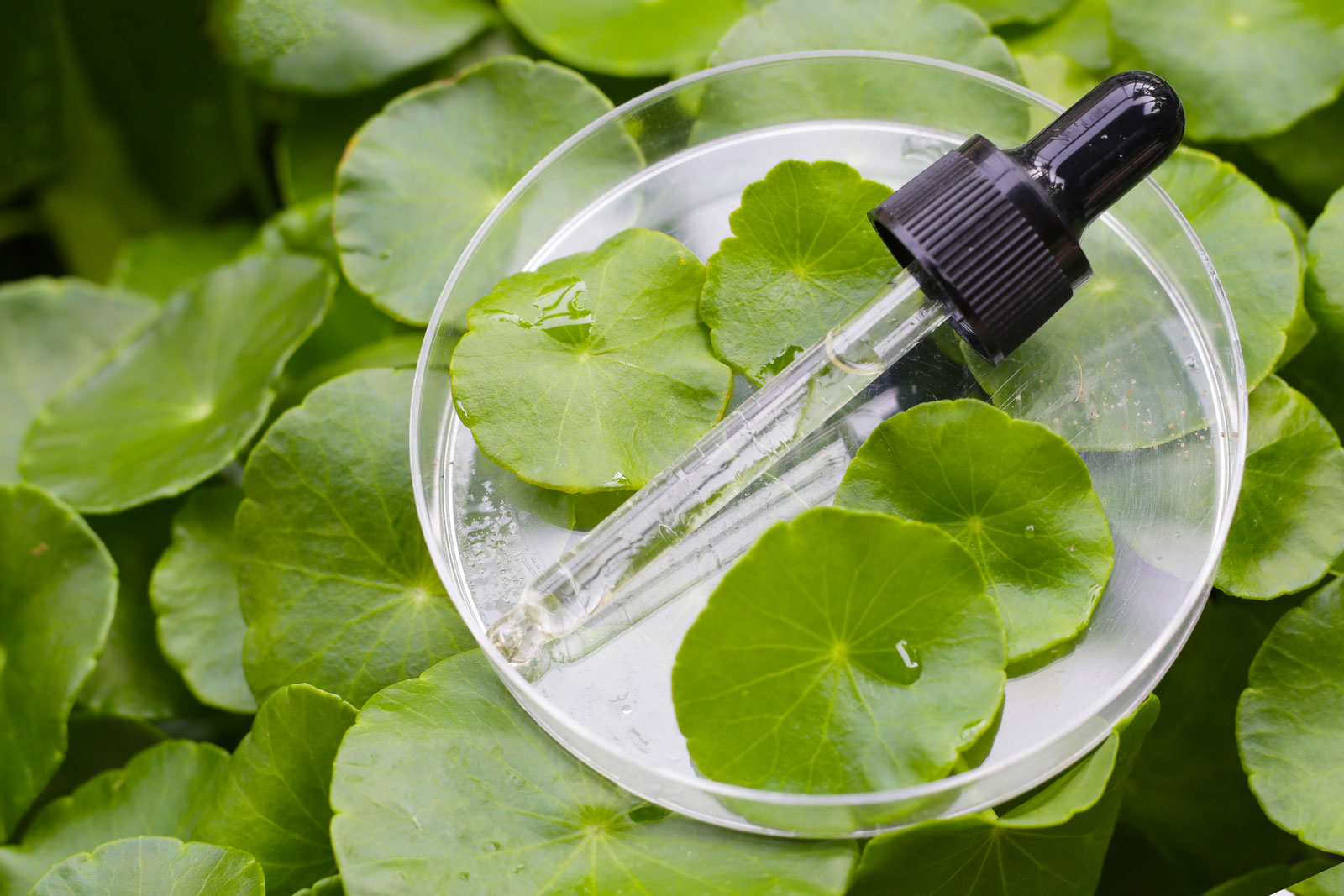 🌿 העשב שהטיגר ריפא בו את פצעיו